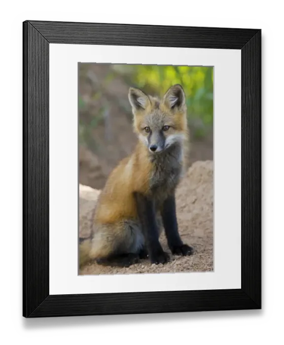 Framed Print : USA, North America, Colorado Framed Print : USA, North America, Colorado