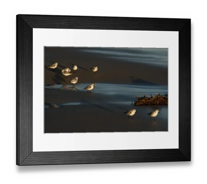 Framed Print : California, Santa Barbara, Montecito, Butterfly Beach, Sanderlings Framed Print : California, Santa Barbara, Montecito, Butterfly Beach, Sanderlings