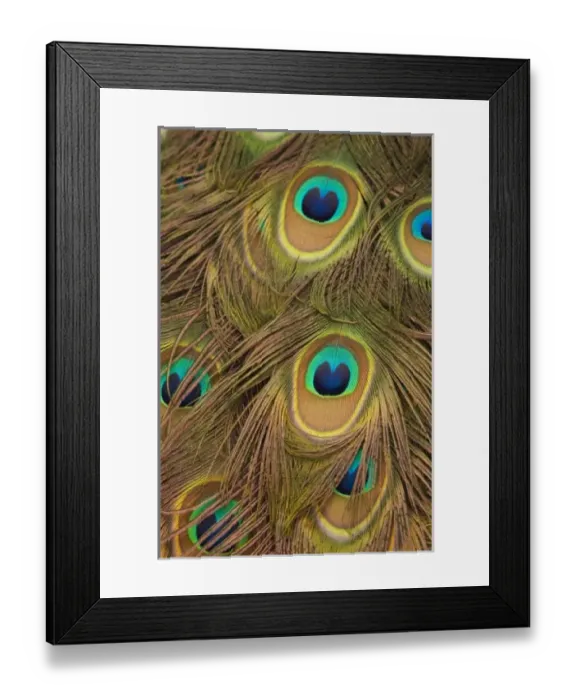 Framed Print : USA; Florida; Pensacola. Close up of peacock feathers Framed Print : USA; Florida; Pensacola. Close up of peacock feathers