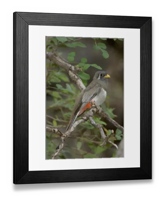 Framed Print : Female American Kestrel, Madera Canyon, Arizona, USA Framed Print : Female American Kestrel, Madera Canyon, Arizona, USA