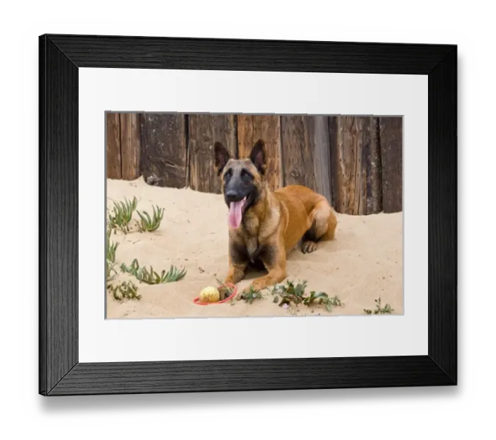 Framed Print : A Belgian Malinios lying in the sand against wooden railroad tie fence at Del Mar Framed Print : A Belgian Malinios lying in the sand against wooden railroad tie fence at Del Mar