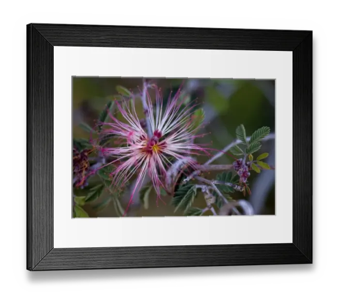 Framed Print : Fairy Duster, Calliandra eriophylla, Sonoran Desert, Desert Botanical Garden, Phoenix Framed Print : Fairy Duster, Calliandra eriophylla, Sonoran Desert, Desert Botanical Garden, Phoenix