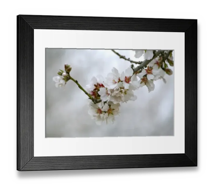Framed Print : USA, North America, California
