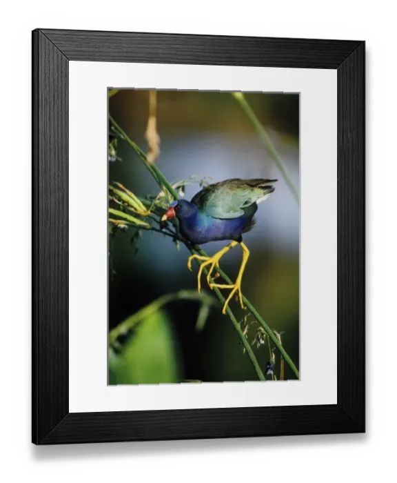 Framed Print : USA, North America, Florida Framed Print : USA, North America, Florida