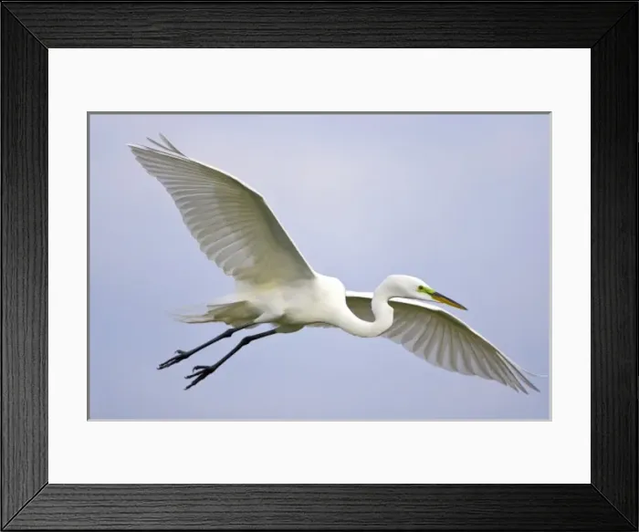 Framed Print : USA, Florida, Venice. Portrait of great egret flying at Venice Rookery Framed Print : USA, Florida, Venice. Portrait of great egret flying at Venice Rookery