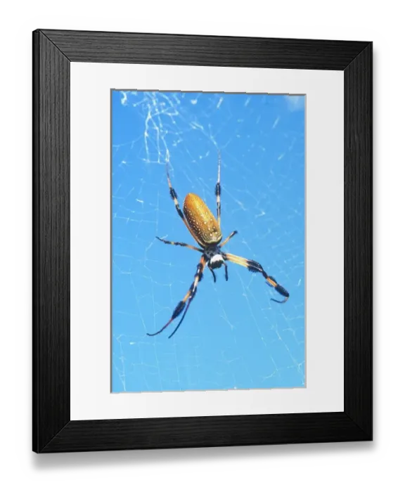 Framed Print : USA, Florida, Golden Orb Spider, (Nephila madagascariensis)