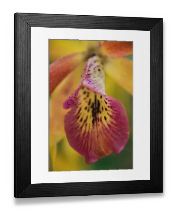 Framed Print : Hybrid orchid, Florida Framed Print : Hybrid orchid, Florida