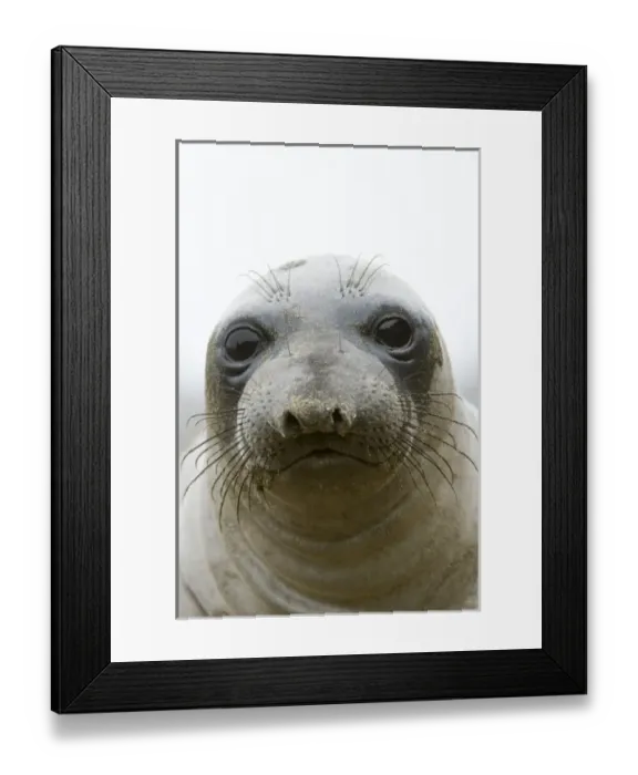 Framed Print : USA, North America, California