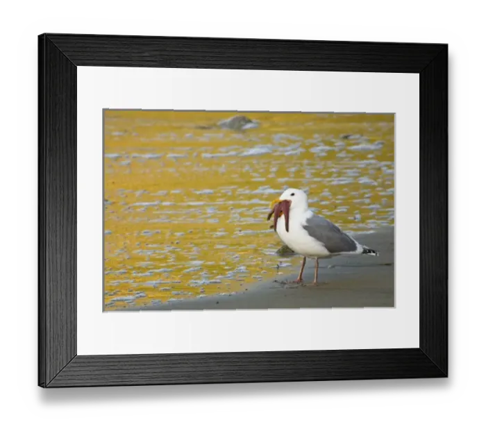 Framed Print : USA, North America, California