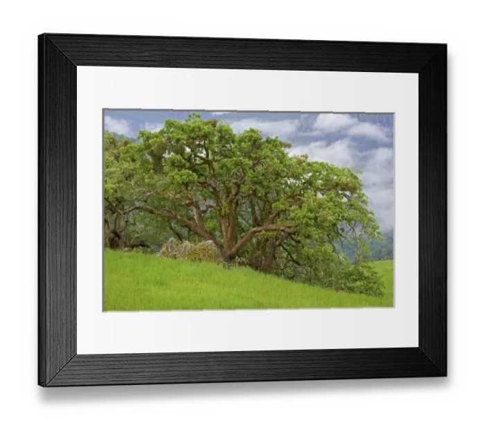 Framed Print : USA, North America, California Framed Print : USA, North America, California