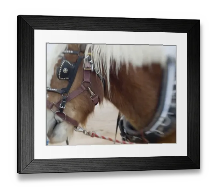 Framed Print : Tucson, Arizona. Details of draft horses during preparation for Tucson rodeo parade Framed Print : Tucson, Arizona. Details of draft horses during preparation for Tucson rodeo parade