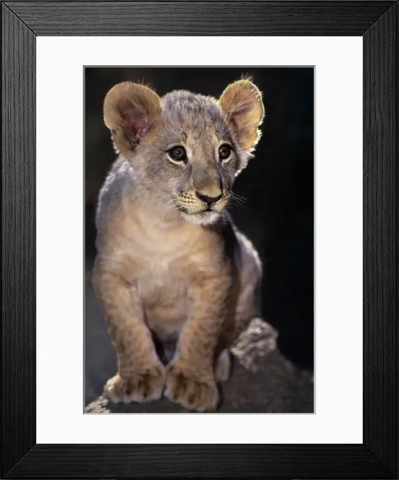 Framed Print : USA, California, Los Angeles County. Close-up of African lion cub on rock at Wildlife Waystation