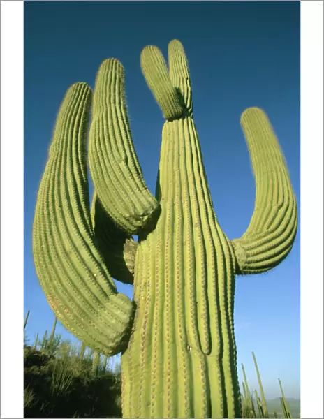 USA, Arizona, Tucson, Giant Saguaro Cactus, (Carnegiea gigantea), Saguaro National Park