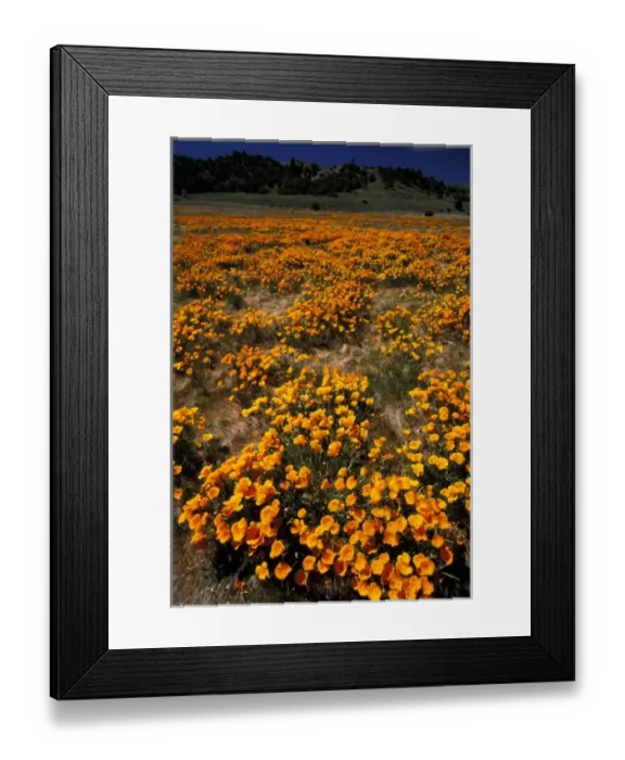 Framed Print : North America, USA, California, Antilope Valley. Poppy fields Framed Print : North America, USA, California, Antilope Valley. Poppy fields