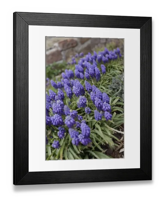 Framed Print : Pagosa Springs, Colorado, USA. Grape hyacinth flowers in the spring Framed Print : Pagosa Springs, Colorado, USA. Grape hyacinth flowers in the spring