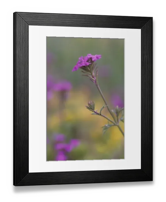 Framed Print : USA, North America, Arizona Framed Print : USA, North America, Arizona