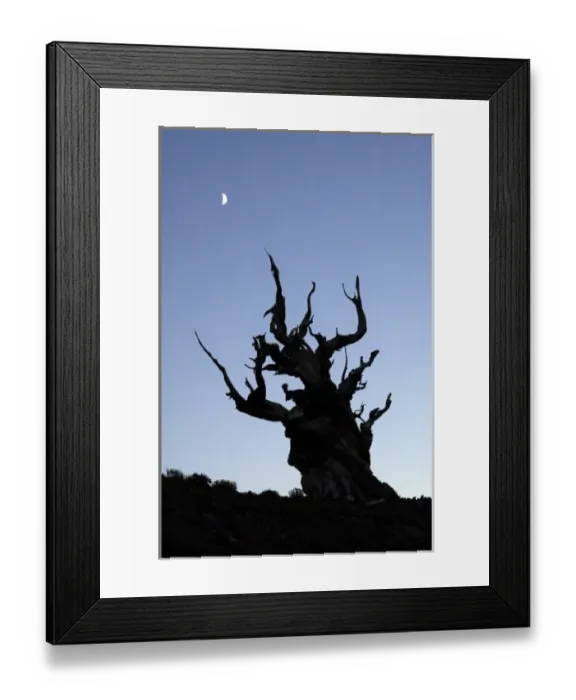 Framed Print : USA, California, White Mountains, Moon and ancient bristlecone pine tree silhouette