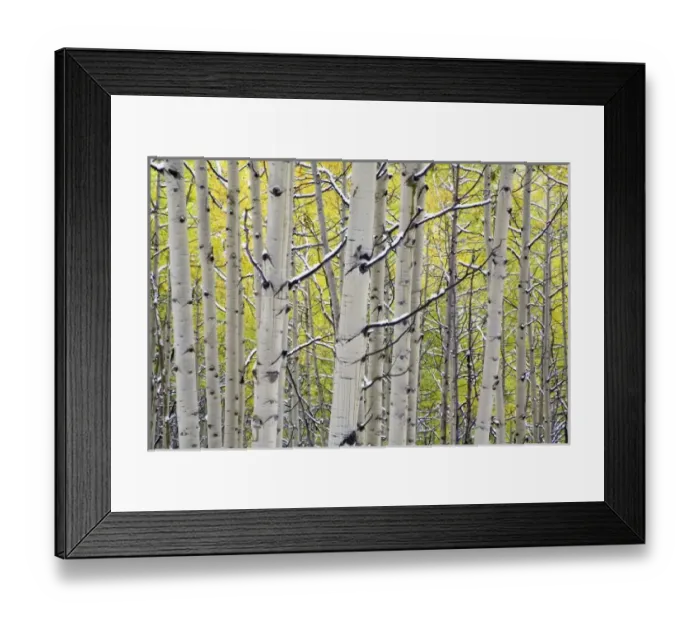 Framed Print : USA, Colorado, Kebler Pass, Snow covered Aspens with Autumn Color