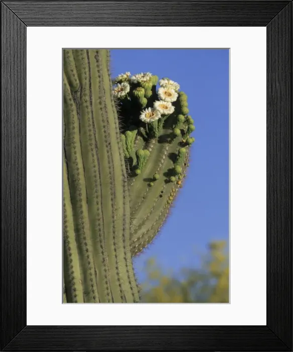 Framed Print : Giant saguaro cactus (Cereus giganteus) in bloom, Saguaro National Park, Tucson, Arizona Framed Print : Giant saguaro cactus (Cereus giganteus) in bloom, Saguaro National Park, Tucson, Arizona