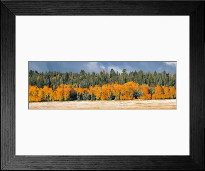 Framed Print : USA, Arizona, Kaibab NF. Bright gold quaking aspen and deep blue spruce appear as Framed Print : USA, Arizona, Kaibab NF. Bright gold quaking aspen and deep blue spruce appear as