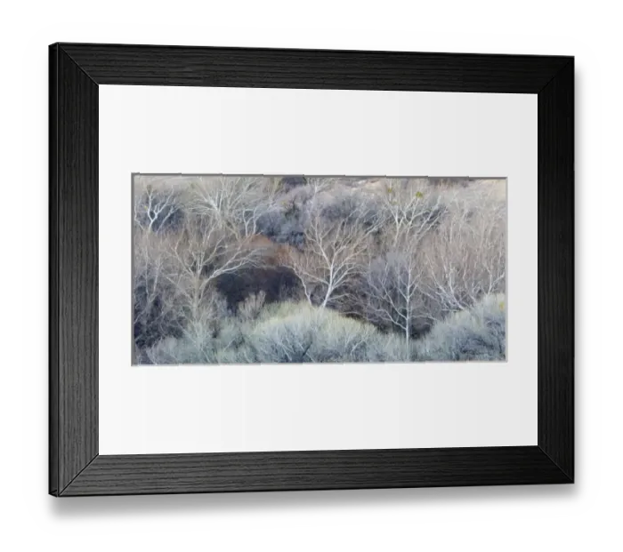 Framed Print : Trees in the woods surrounding Sedona, Arizona Framed Print : Trees in the woods surrounding Sedona, Arizona