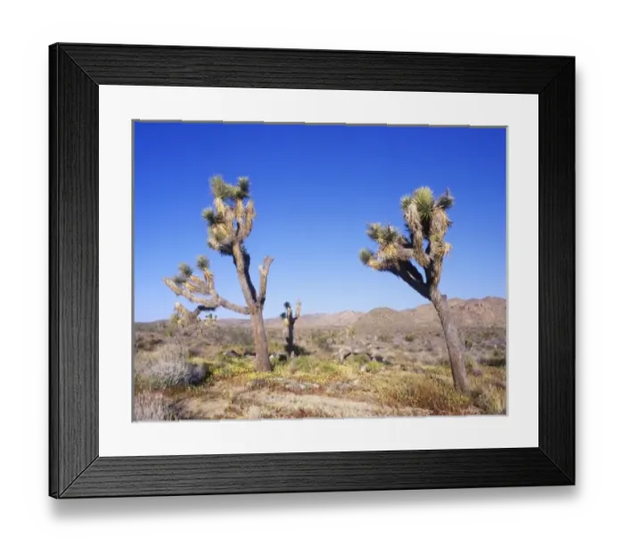 Framed Print : USA, CA, Joshua Tree NP, Joshua Trees & Desert Dandelion