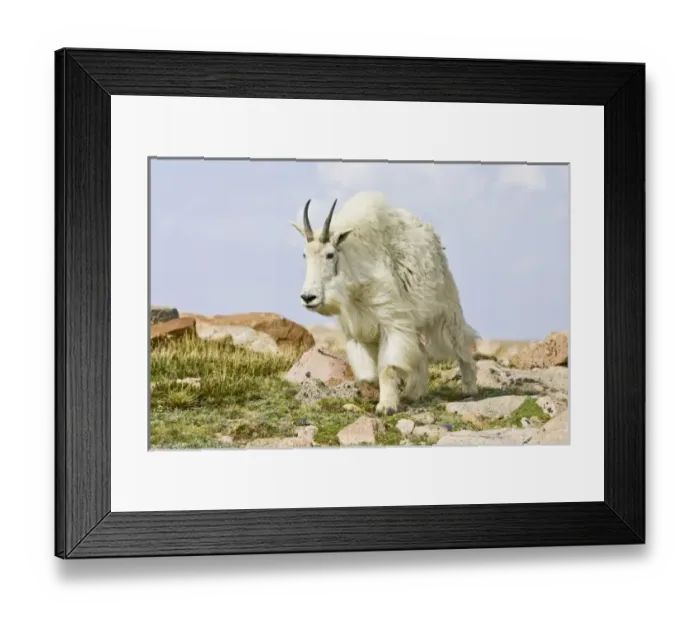 Framed Print : USA, North America, Colorado Framed Print : USA, North America, Colorado