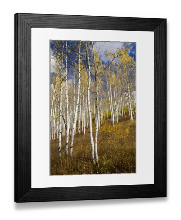 Framed Print : USA, North America, Colorado
