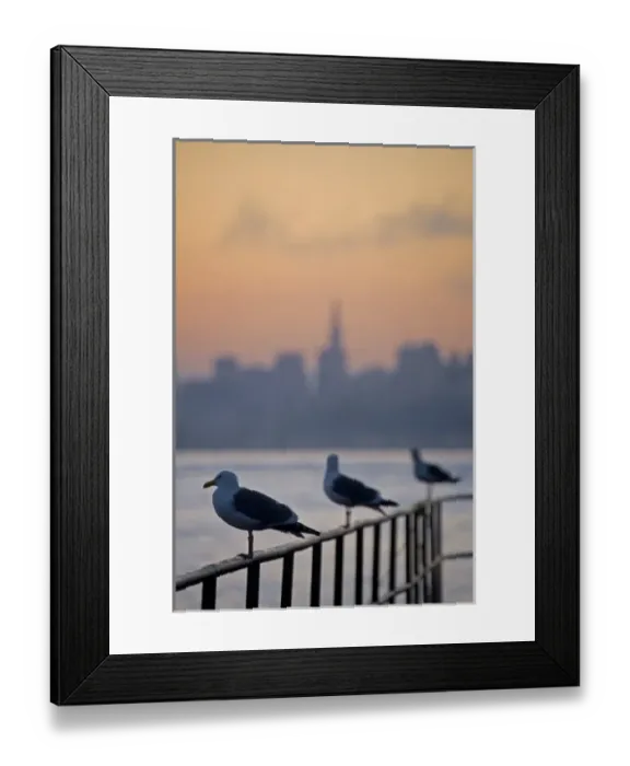 Framed Print : Seagulls and a backdrop of San Francisco Skyline, California at dawn Framed Print : Seagulls and a backdrop of San Francisco Skyline, California at dawn