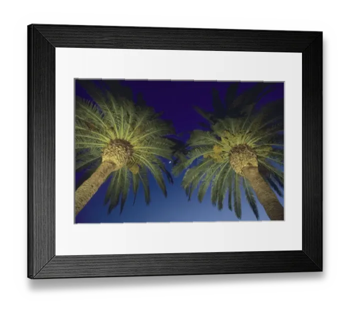 Framed Print : Palm Trees, San Francisco, California, USA Framed Print : Palm Trees, San Francisco, California, USA
