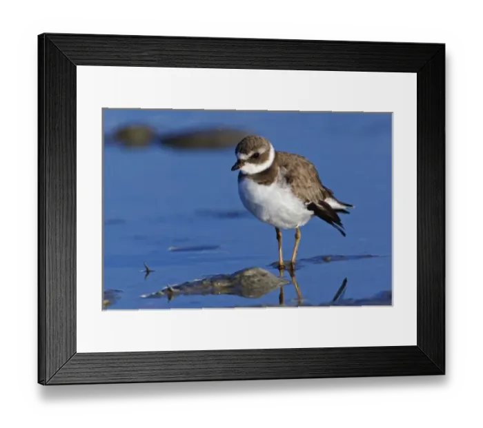 Framed Print : Semipalmated Plover, Charadrius semipalmatus, Ding Darling National Wildlife Refuge Framed Print : Semipalmated Plover, Charadrius semipalmatus, Ding Darling National Wildlife Refuge