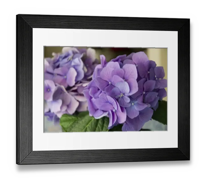 Framed Print : USA, California, purple Hydrangeas