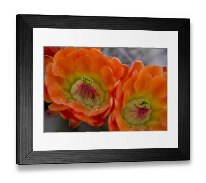 Framed Print : Engelmanns Hedgehog Flower, Echinorcereus engelmannii, Sonoran Desert, Desert Botanical Garden Framed Print : Engelmanns Hedgehog Flower, Echinorcereus engelmannii, Sonoran Desert, Desert Botanical Garden
