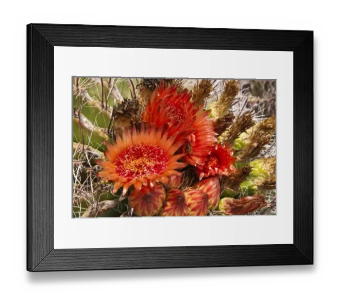 Framed Print : Phoenix, Arizona. Barrel Cactus at the Desert Botanical Garden