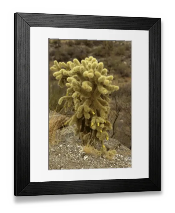 Framed Print : USA, North America, Arizona Framed Print : USA, North America, Arizona