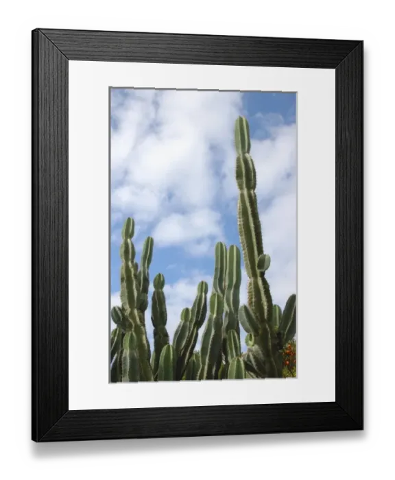 Framed Print : USA, North America, Florida Framed Print : USA, North America, Florida