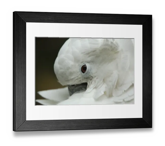 Framed Print : North America, USA, Florida, St. Augustine, a cuddly cockatoo grooms her feathers Framed Print : North America, USA, Florida, St. Augustine, a cuddly cockatoo grooms her feathers