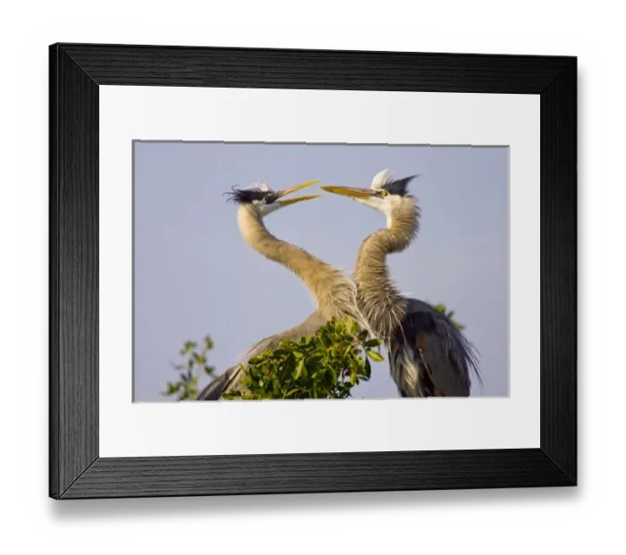 Framed Print : USA, North America, Florida Framed Print : USA, North America, Florida
