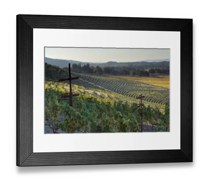 Framed Print : Early morning light in the vineyard of Kunde Estate Winery & Vineyard on Sonoma Highway