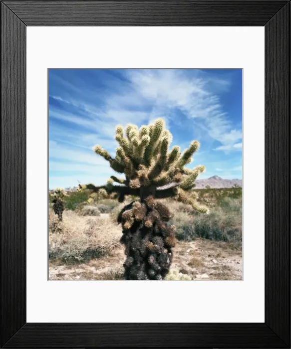 Framed Print : USA, California, Mojave Desert. Teddybear Cholla cactus (Cylindropuntia bigelovii)