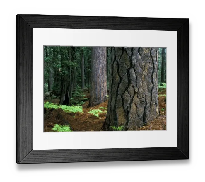 Framed Print : North America, USA, California, Yosemite National Park. Pine forest