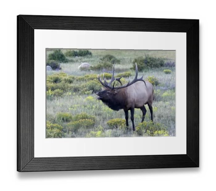 Framed Print : USA, North America, Colorado