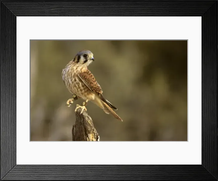 Framed Print : Americas, USA, USA, Arizona. Arizona-Sonora Desert Museum. American Kestrel Framed Print : Americas, USA, USA, Arizona. Arizona-Sonora Desert Museum. American Kestrel