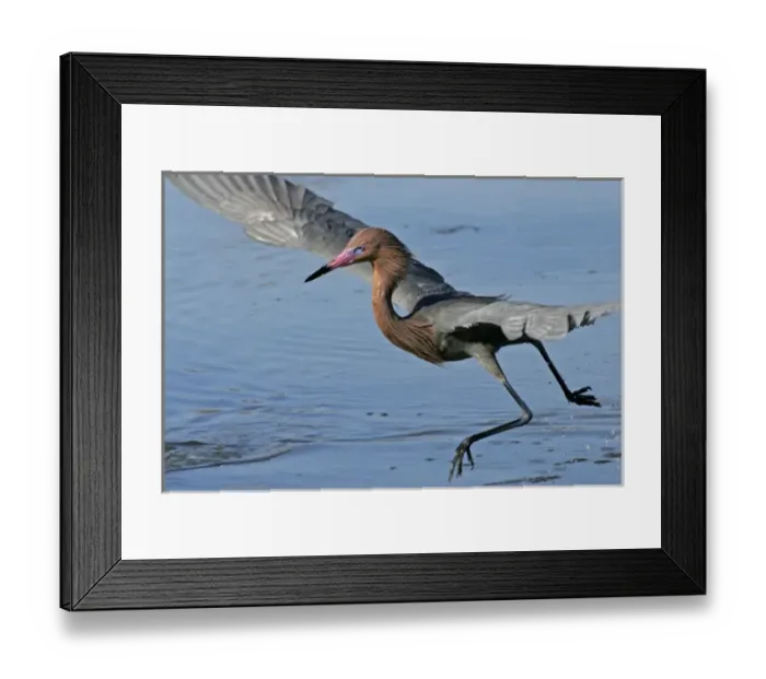 Framed Print : USA, Florida, Lee County. Reddish egret (Egretta rufescens) dancing as it fishes