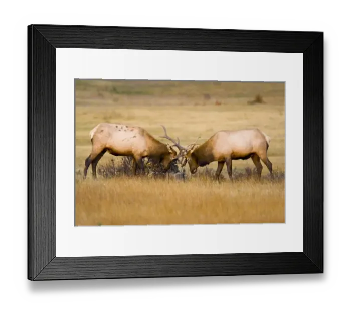 Framed Print : USA, North America, Colorado Framed Print : USA, North America, Colorado