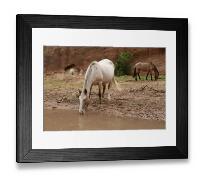 Framed Print : Canyon de Chelly, Arizona, United States. Navajo Nation. Wild horse drinks from stream Framed Print : Canyon de Chelly, Arizona, United States. Navajo Nation. Wild horse drinks from stream