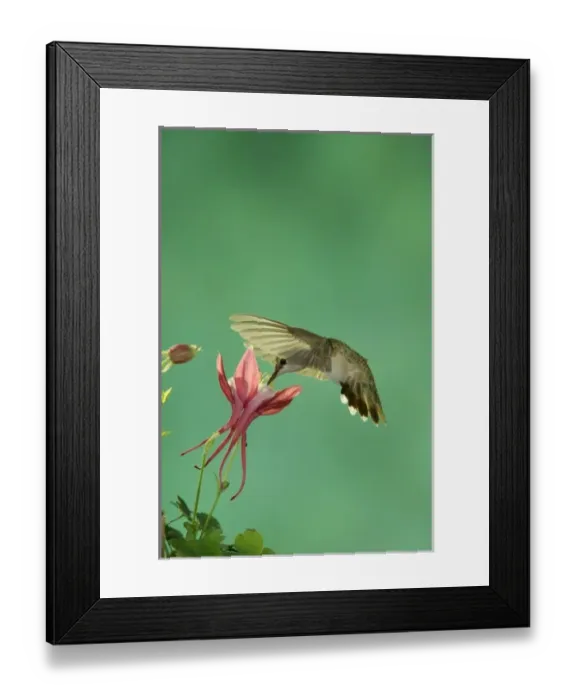 Framed Print : Female feeding on columbine, Paradise, Chiricahua Mountains, Arizona, USA