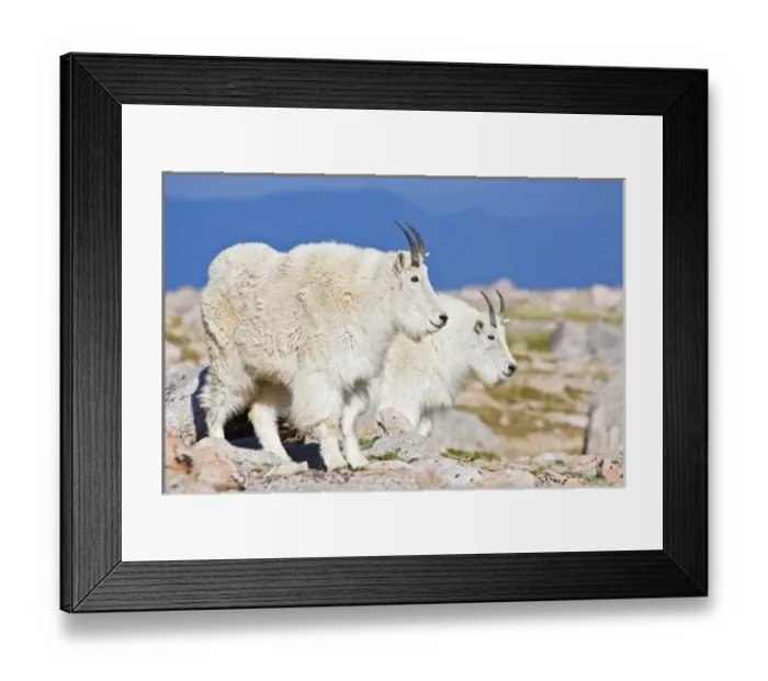 Framed Print : USA, Colorado, Rocky Mountains, Mount Evans, Mountain Goat (Oreamnos americanus) Framed Print : USA, Colorado, Rocky Mountains, Mount Evans, Mountain Goat (Oreamnos americanus)