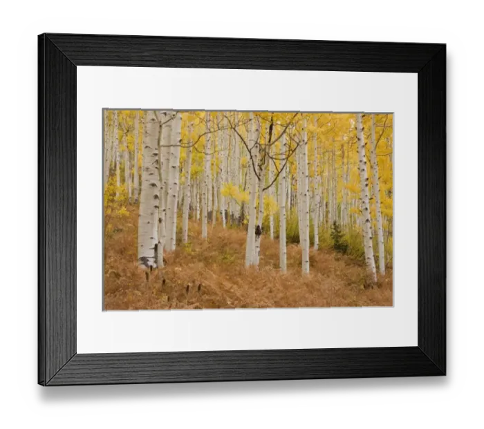 Framed Print : USA, North America, Colorado Framed Print : USA, North America, Colorado