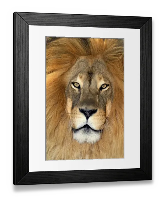 Framed Print : USA, California, Los Angeles County. Portrait of African lion at Wildlife Waystation Framed Print : USA, California, Los Angeles County. Portrait of African lion at Wildlife Waystation